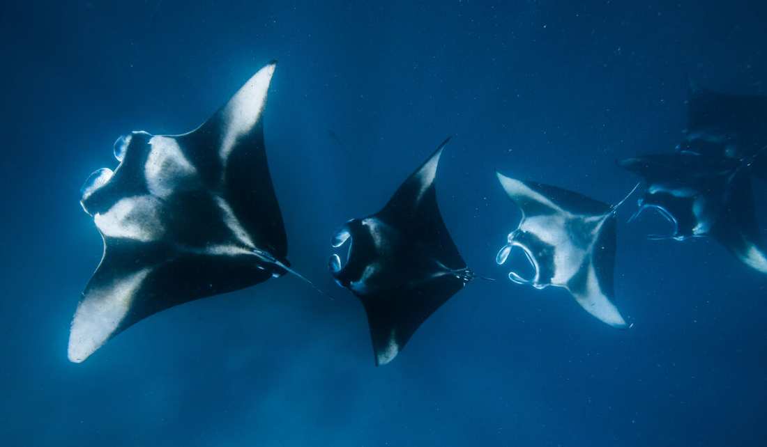 Whale Shark Encounter